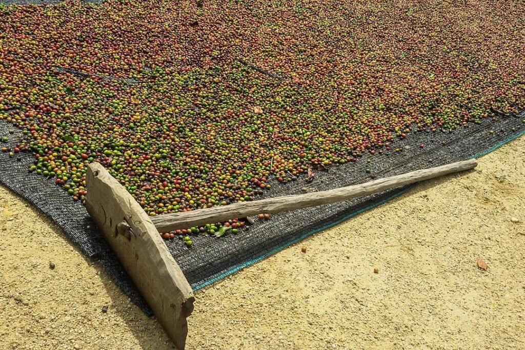 Kaffeekirschen werden auf einer Kaffeefarm aufbereitet