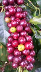 Kaffeekirschen am Ast 