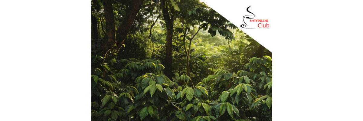 Geheimtipp Schattenkaffee: Einfluss auf Aroma und Umwelt - Geheimtipp Schattenkaffee: Einfluss auf Aroma und Umwelt